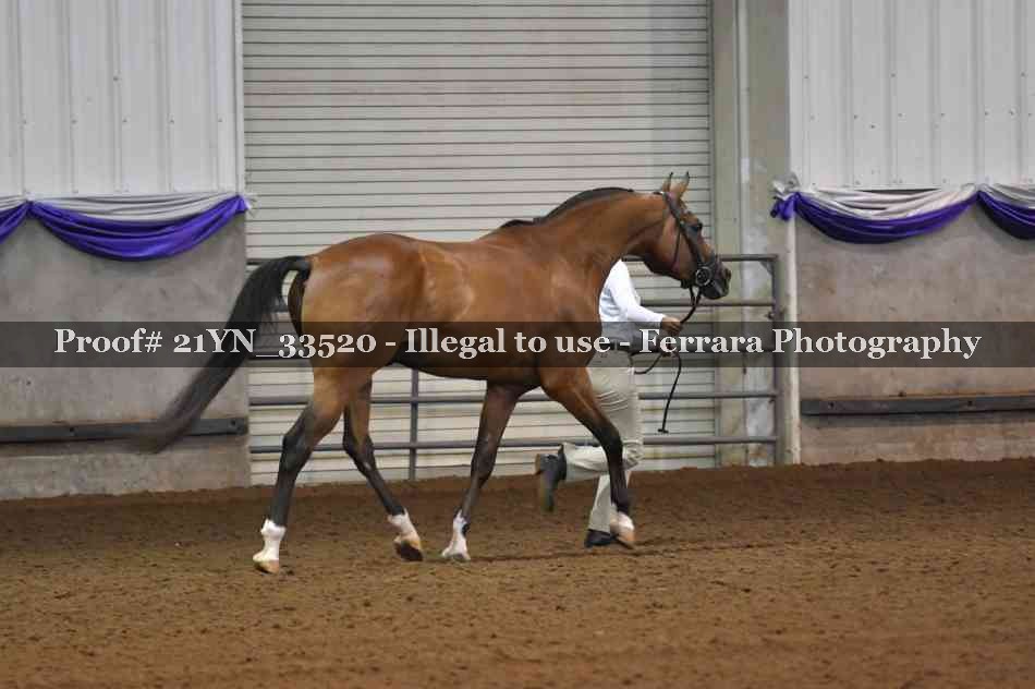 Proof 21YN_33520