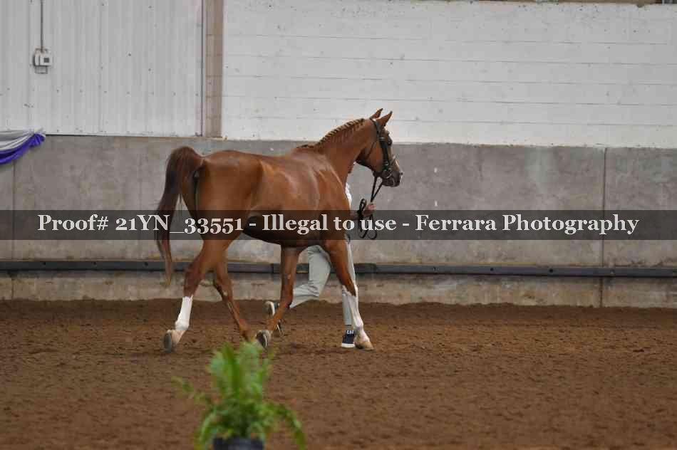 Proof 21YN_33551