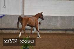 21YN_33551 proof