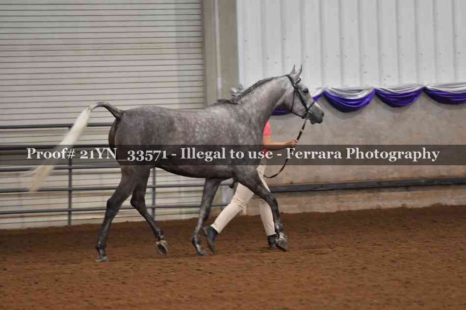 Proof 21YN_33571