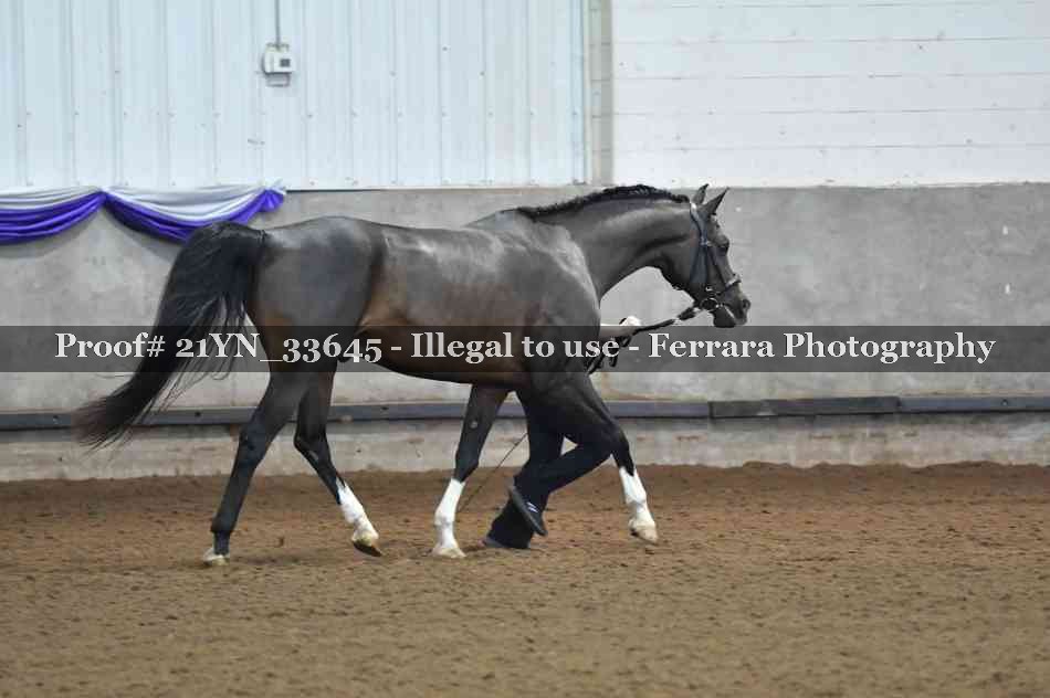 Proof 21YN_33645