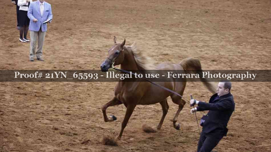 Proof 21YN_65593