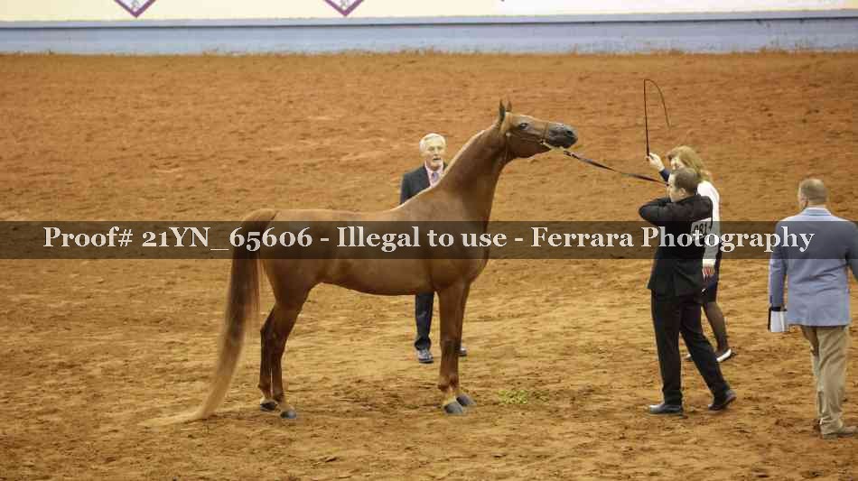 Proof 21YN_65606