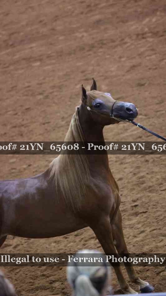 Proof 21YN_65608