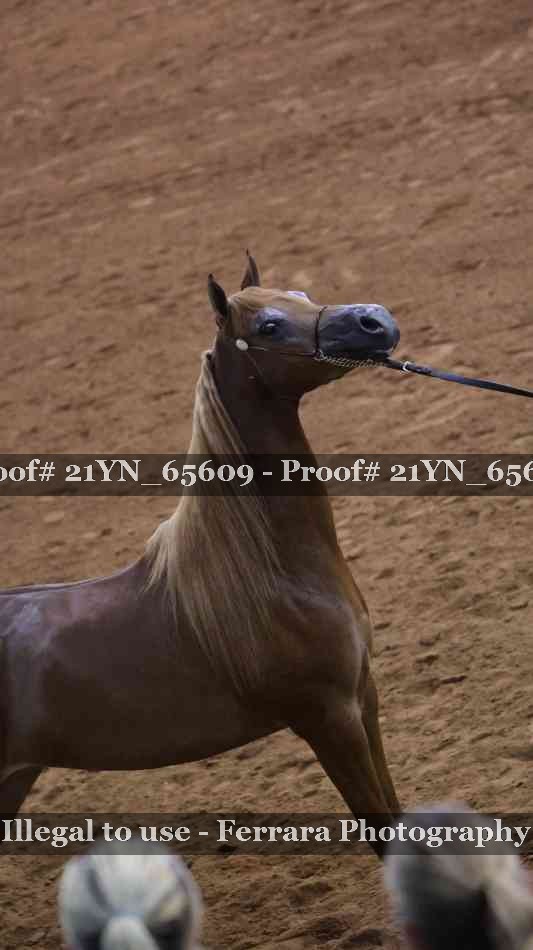 Proof 21YN_65609