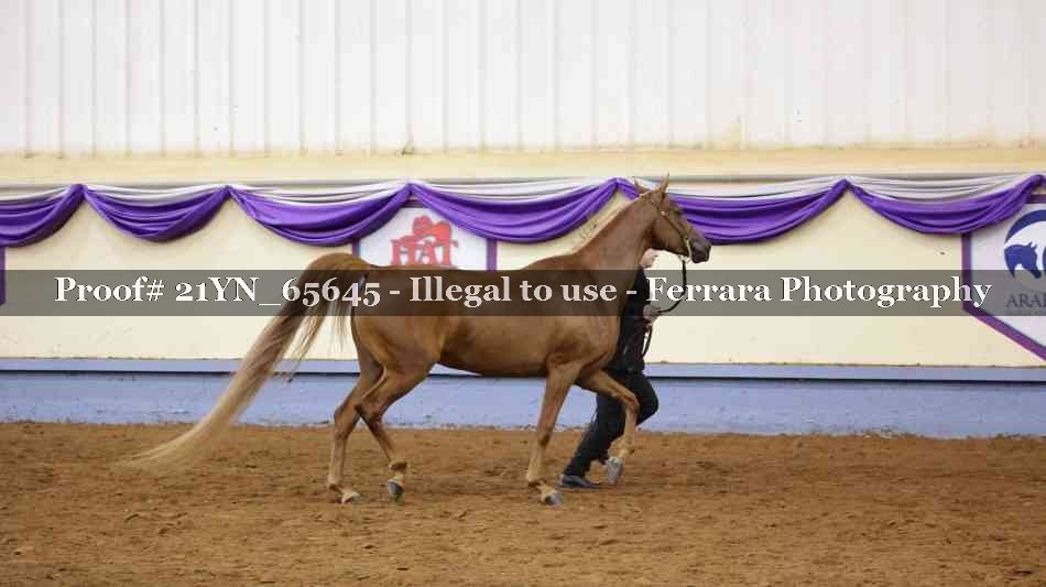 Proof 21YN_65645