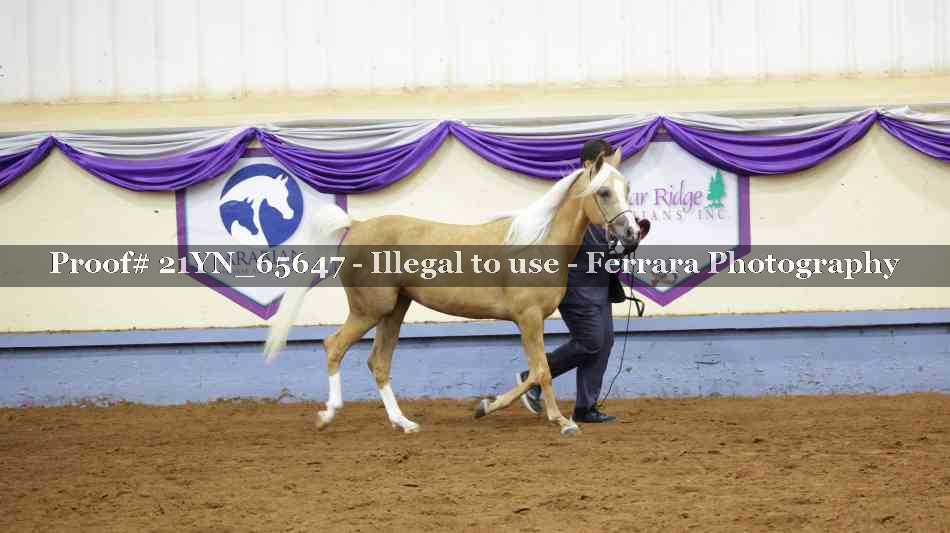 Proof 21YN_65647