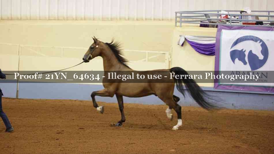 Proof 21YN_64634