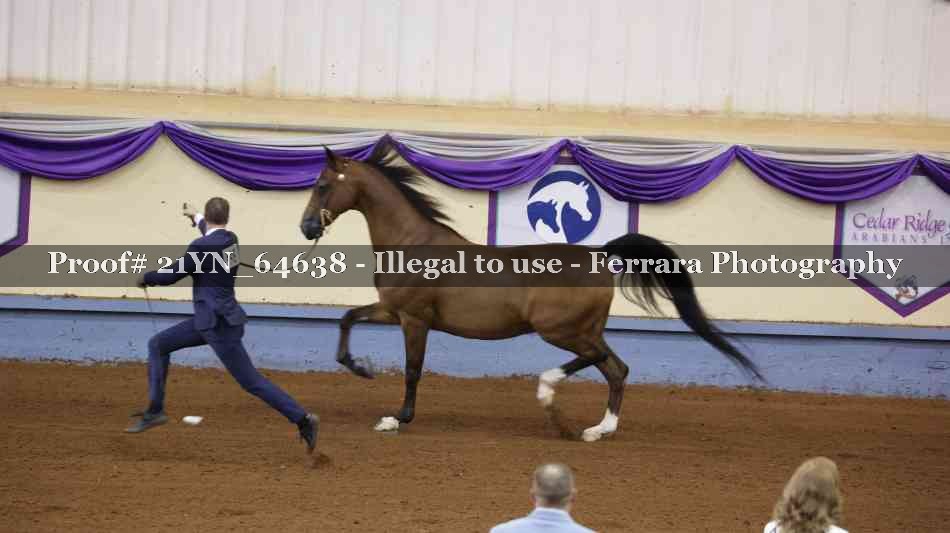 Proof 21YN_64638