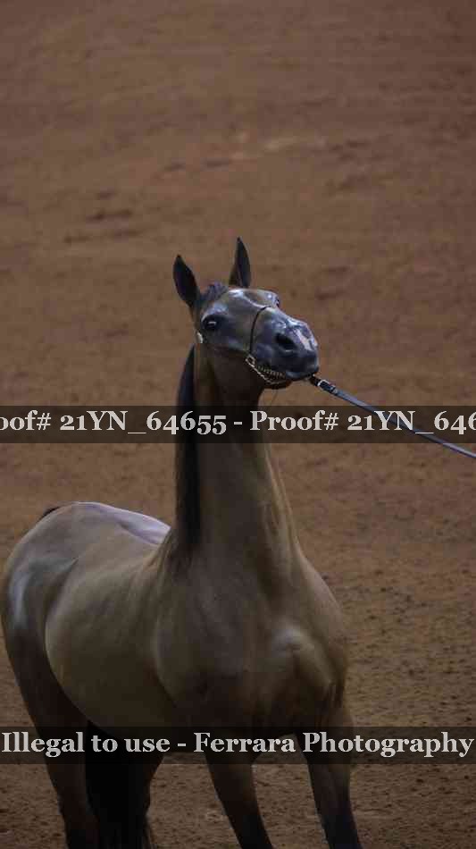 Proof 21YN_64655