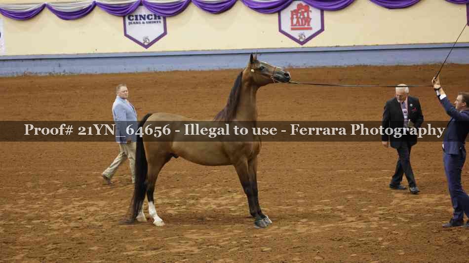 Proof 21YN_64656