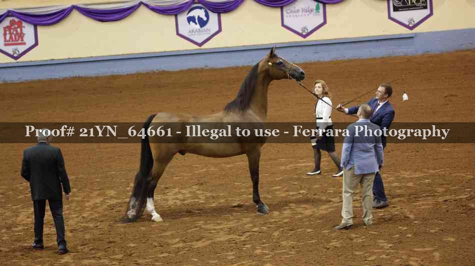 Proof 21YN_64661