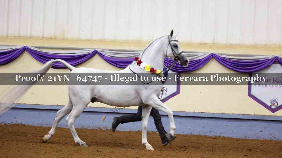 Proof 21YN_64747