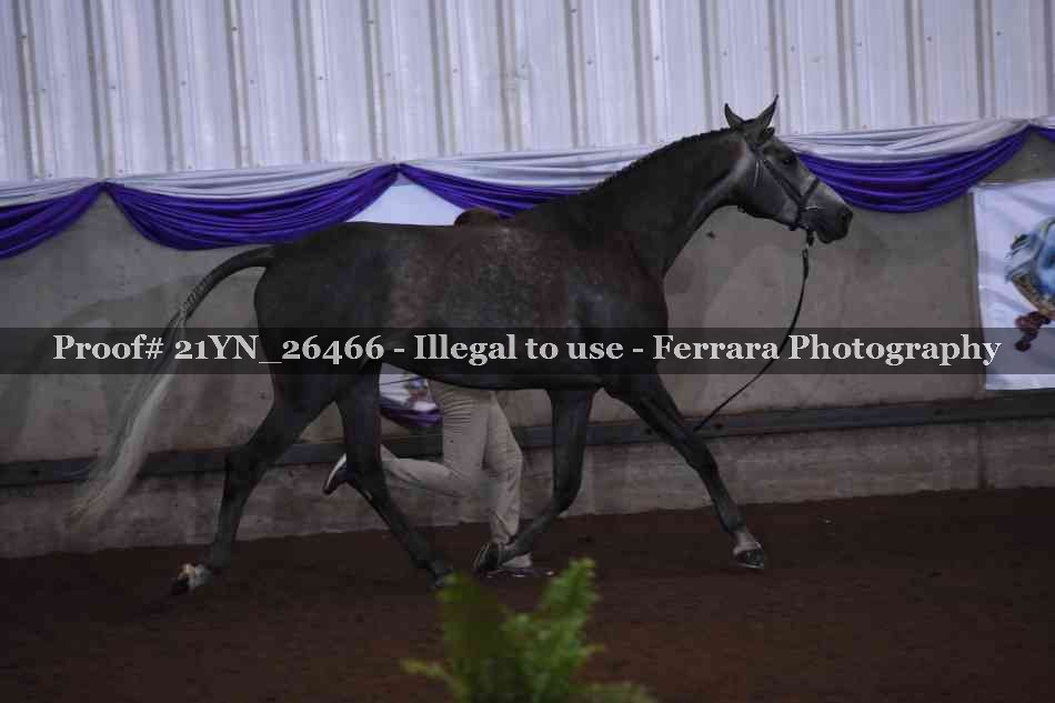 Proof 21YN_26466