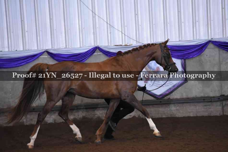 Proof 21YN_26527
