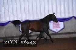 21YN_26543 proof