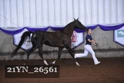 21YN_26561 proof