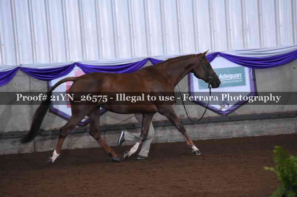 Proof 21YN_26575