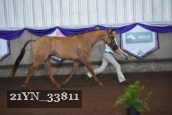 21YN_33811 proof