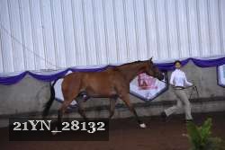 21YN_28132 proof