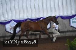 21YN_28258 proof