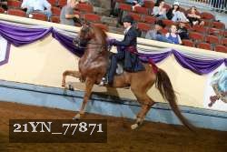 21YN_77871 proof