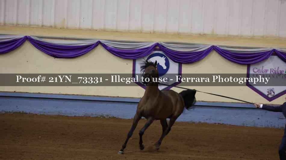 Proof 21YN_73331