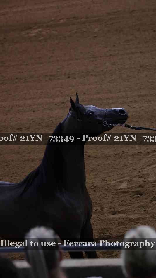 Proof 21YN_73349