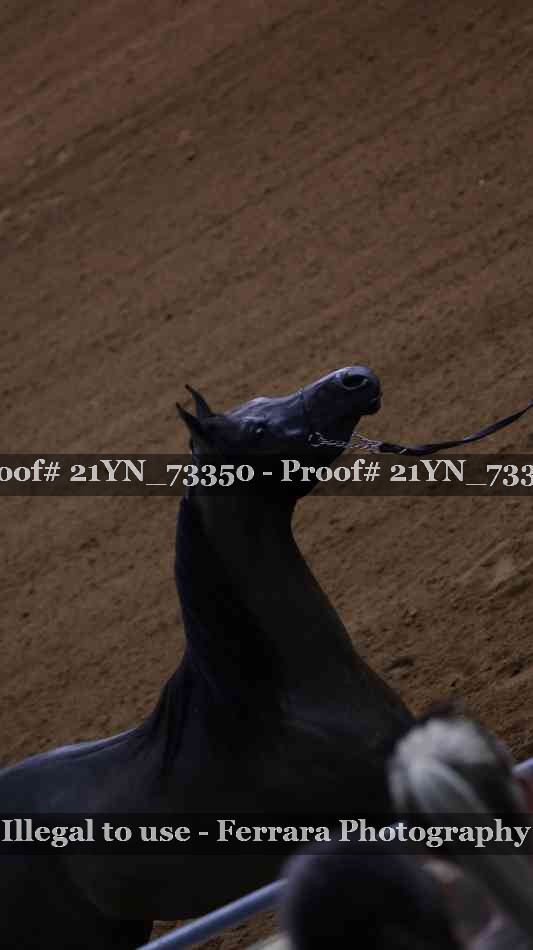 Proof 21YN_73350