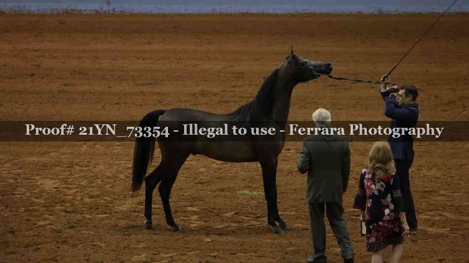 Proof 21YN_73354