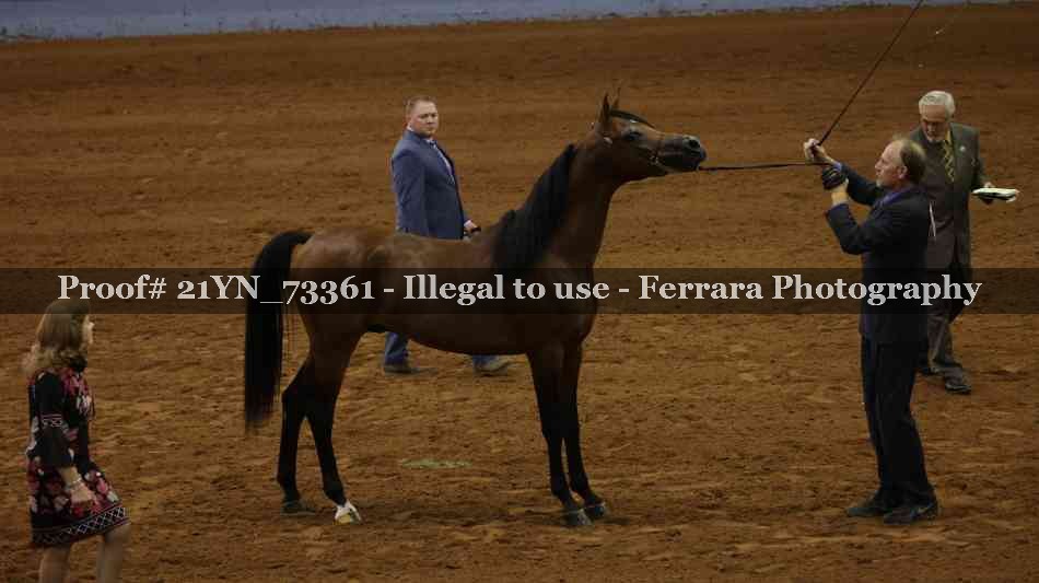 Proof 21YN_73361