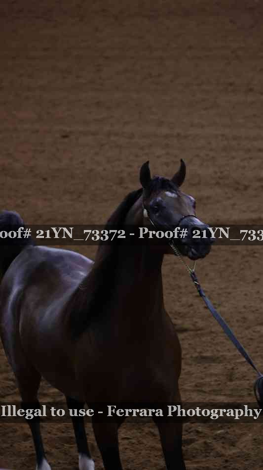 Proof 21YN_73372