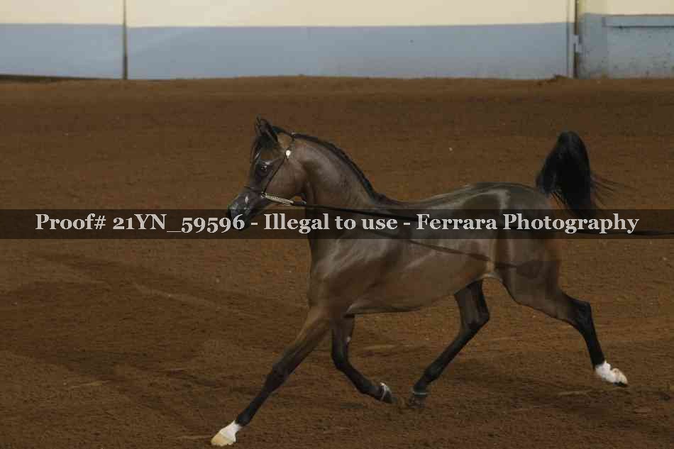 Proof 21YN_59596