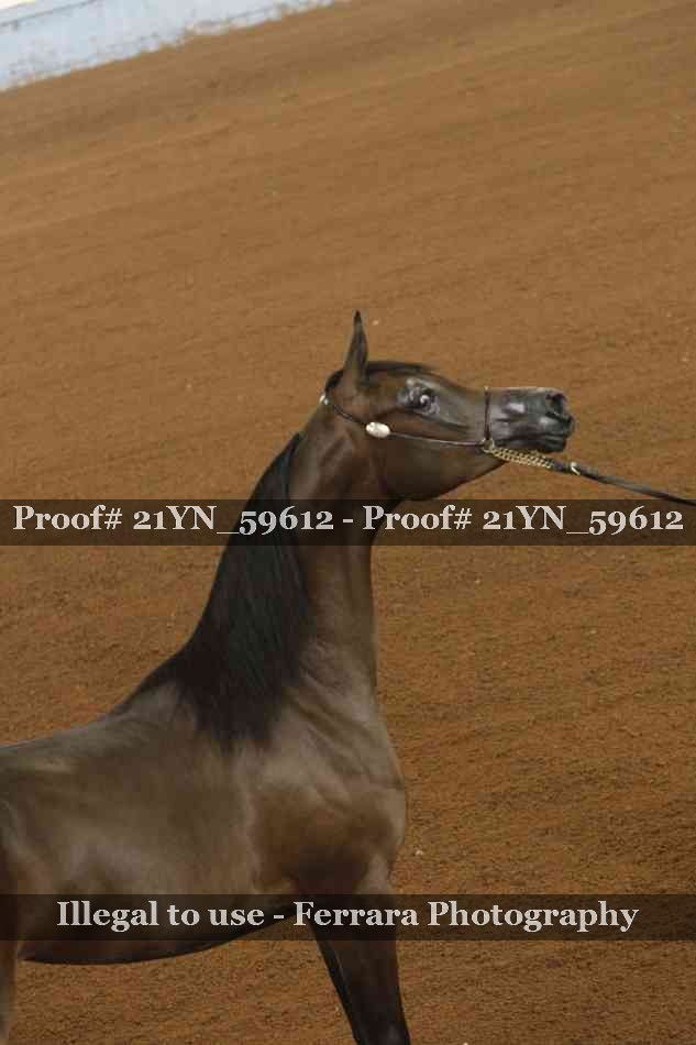 Proof 21YN_59612
