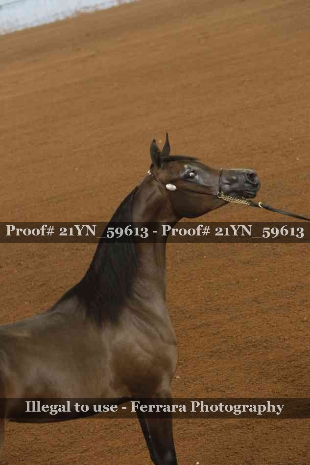 Proof 21YN_59613