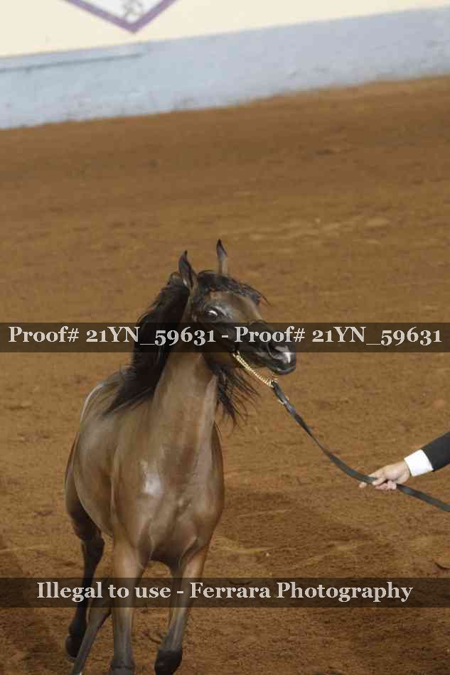 Proof 21YN_59631