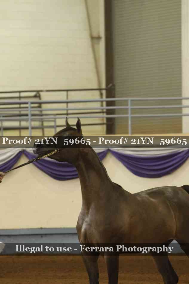 Proof 21YN_59665