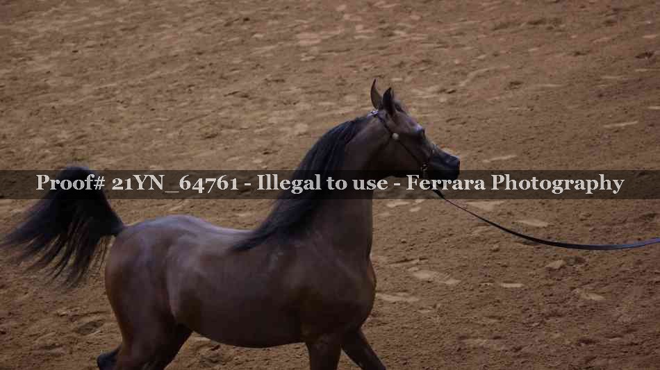 Proof 21YN_64761