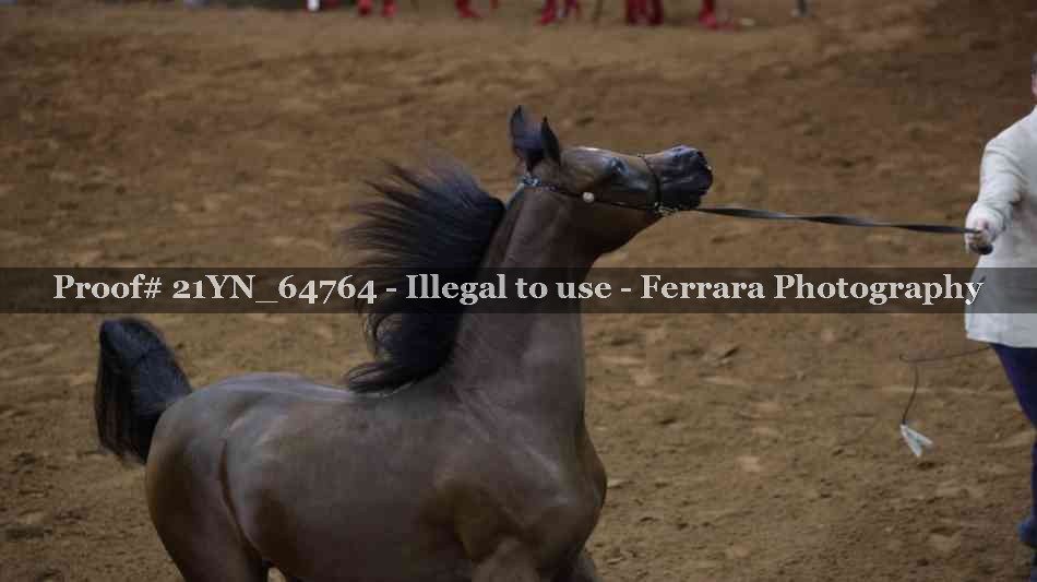 Proof 21YN_64764