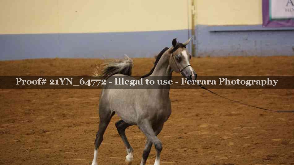 Proof 21YN_64772