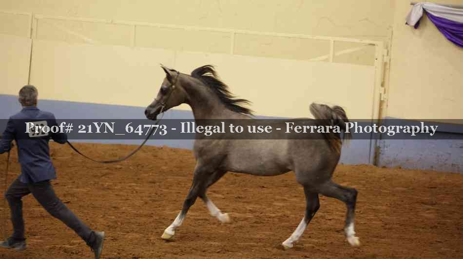 Proof 21YN_64773