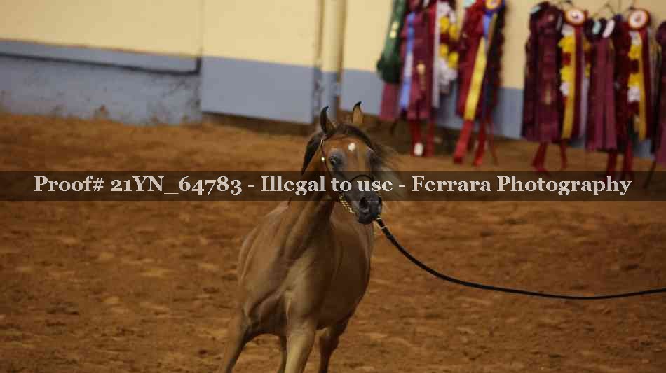 Proof 21YN_64783