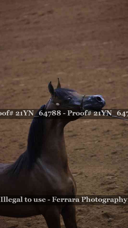 Proof 21YN_64788
