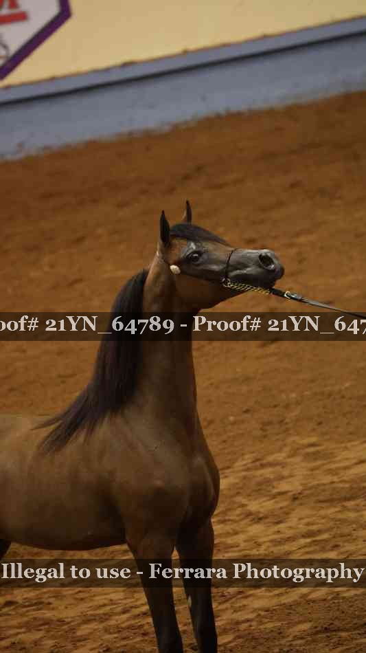 Proof 21YN_64789