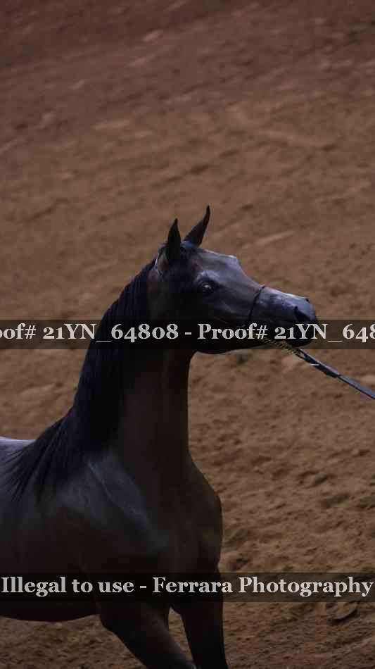 Proof 21YN_64808