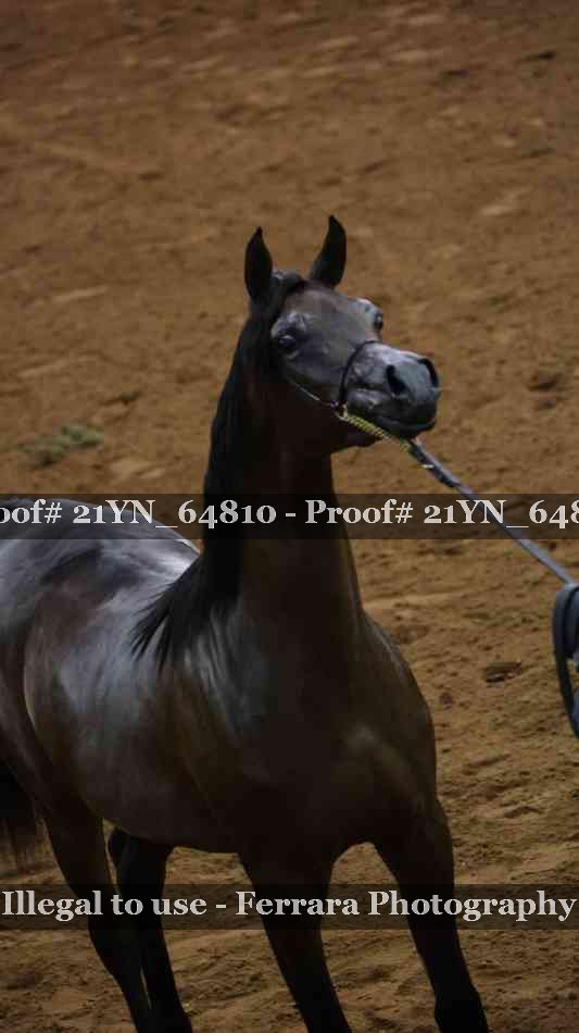 Proof 21YN_64810