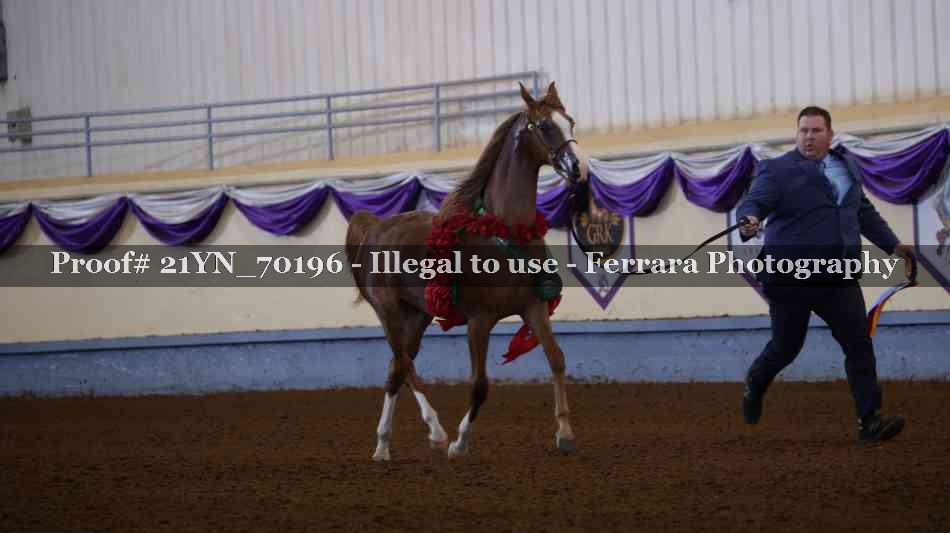 Proof 21YN_70196