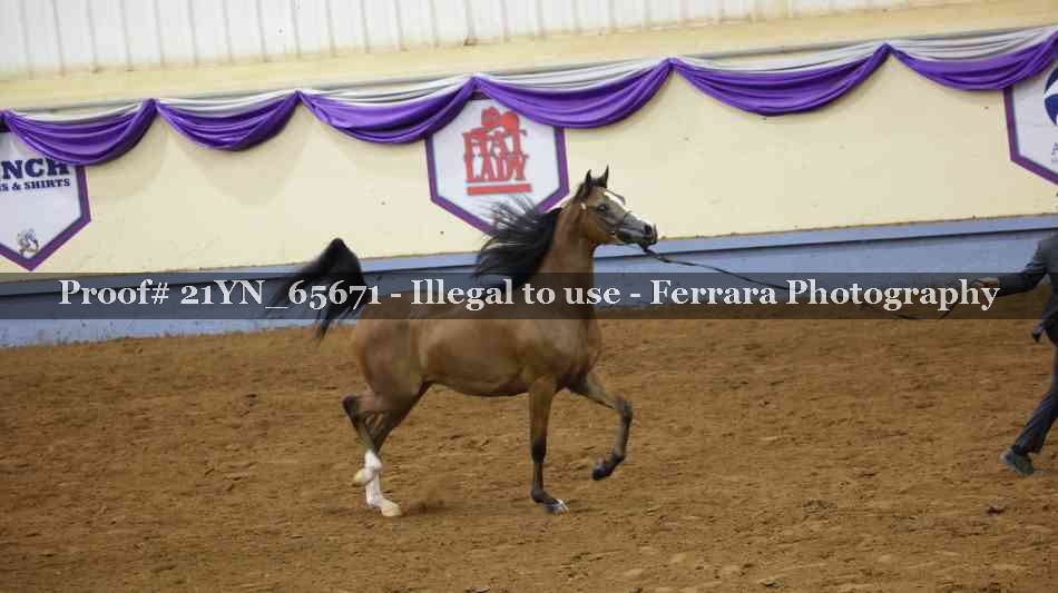 Proof 21YN_65671