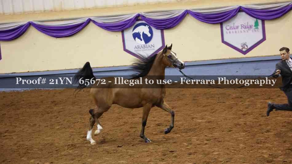Proof 21YN_65672