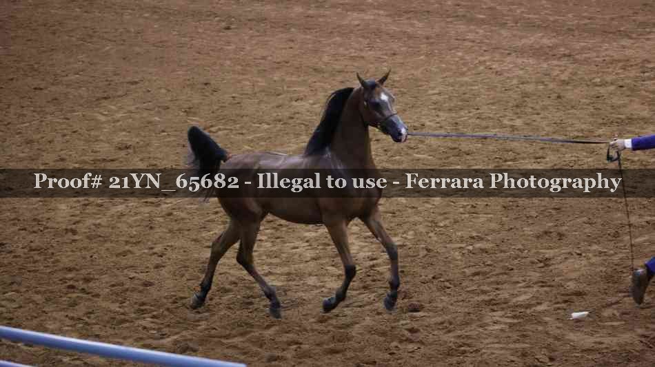 Proof 21YN_65682